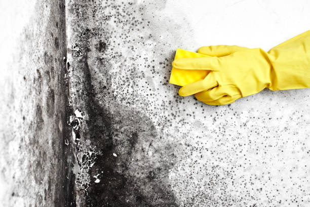 Crawl Space Mold Removal in Triana, AL