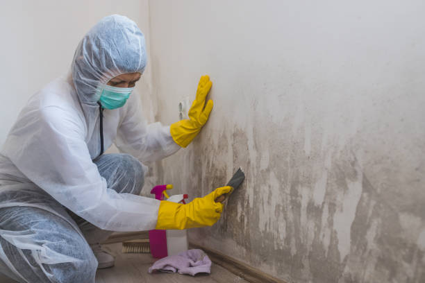 Best Professional Mold Removal  in Triana, AL
