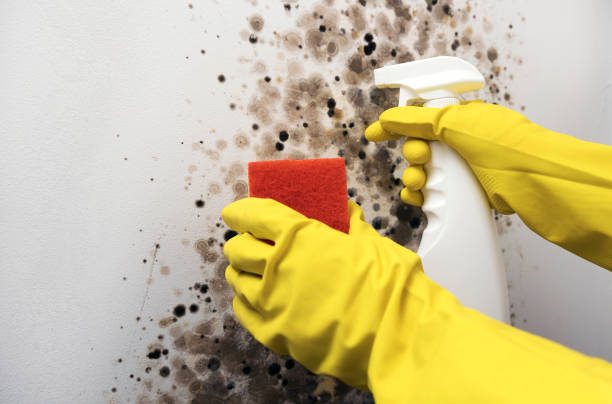 Best Office Mold Removal Services  in Triana, AL