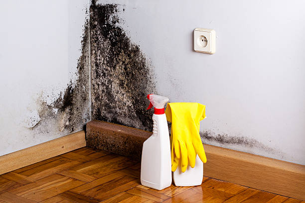 Best Residential Mold Removal  in Triana, AL