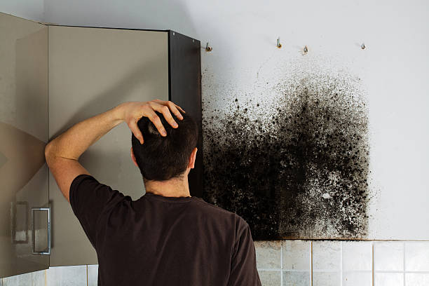 Best Toxic Mold Removal  in Triana, AL