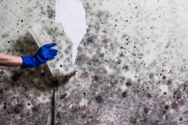 Trusted Triana, AL Mold Removal Experts