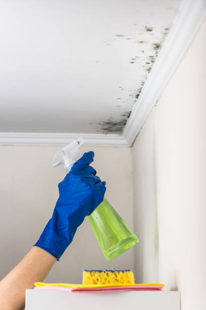 Best Home Mold Removal  in Triana, AL